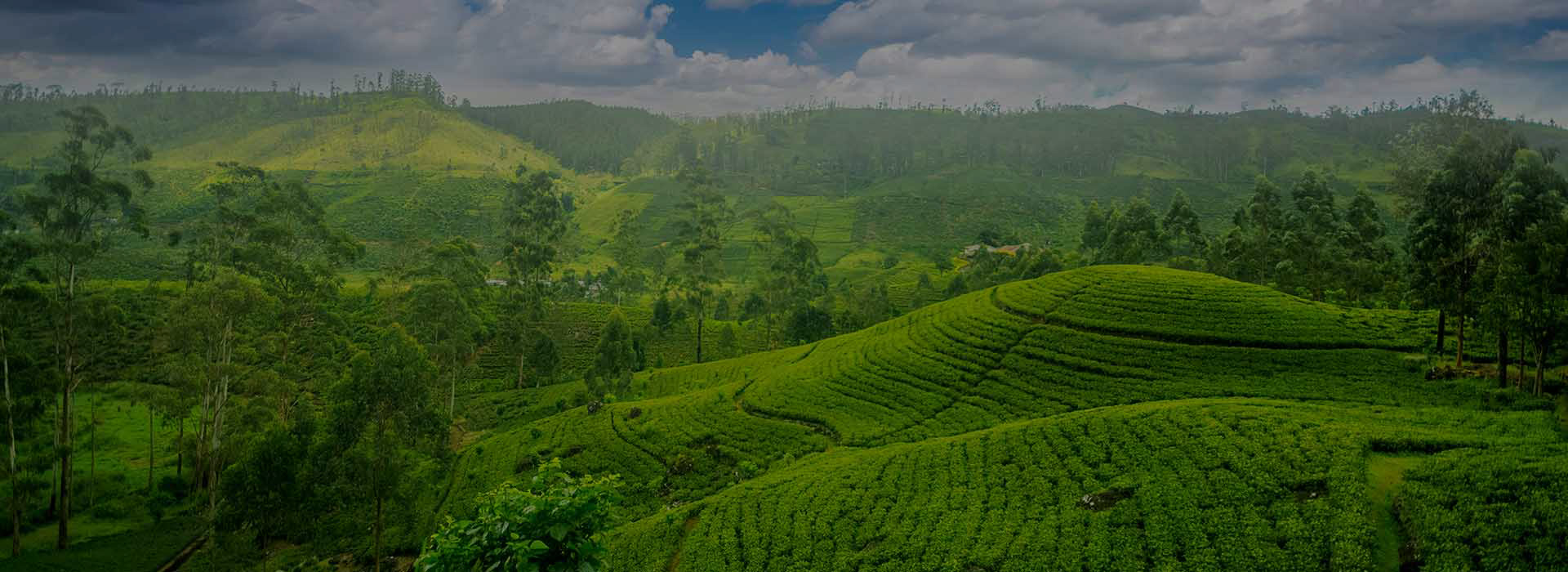 Experience The Best Of Nuwara Eliya 