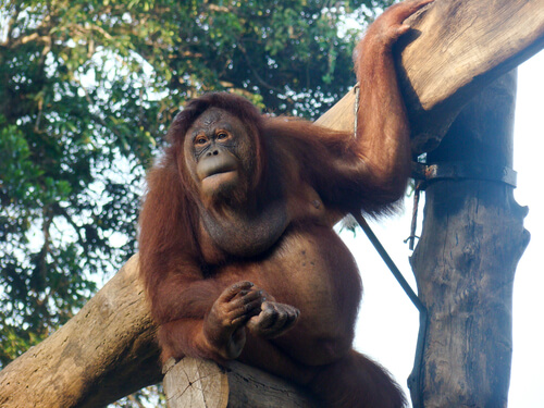 An Orangutan in the Dehiwala Zoo Sri Lanka