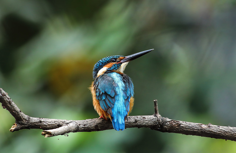 Best Places For Solo Bird Watching