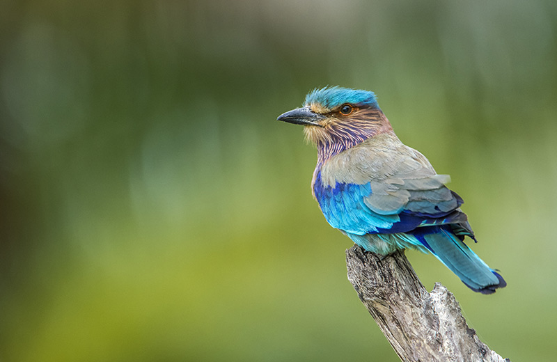 Bird watching