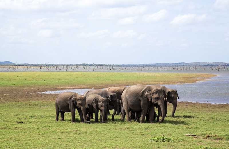 Kaudulla National Park