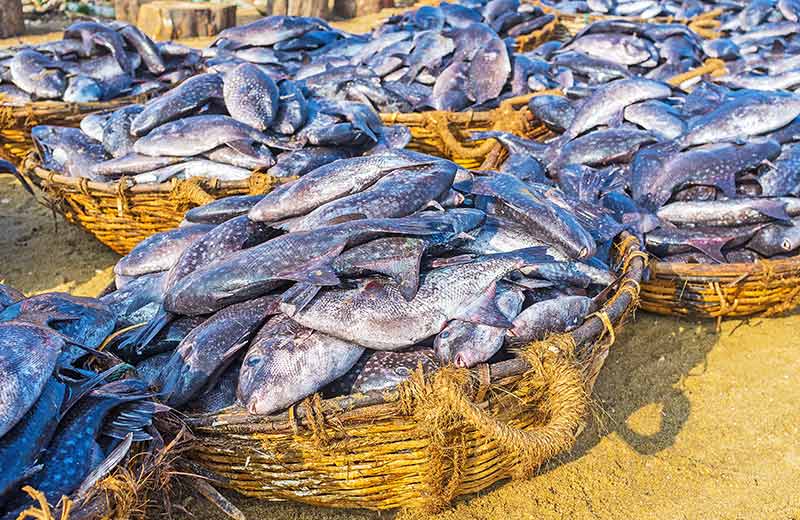 Negombo Fish Market