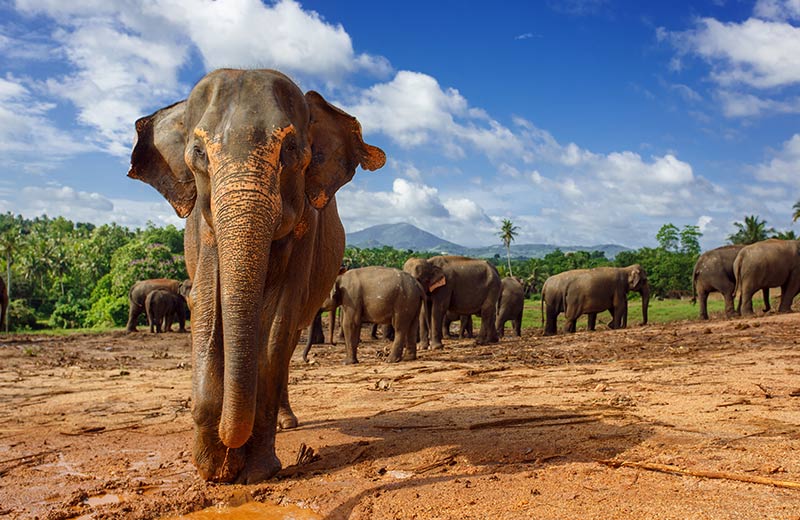 Pinnawala Elephant Orphanage