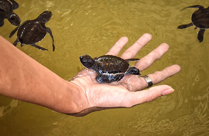 Turtle Hatchery