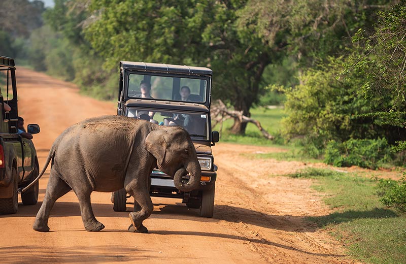 Yala National Park