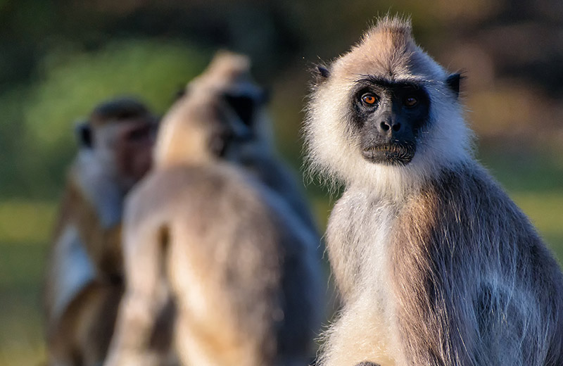 Spotting urban wildlife with your family in Colombo