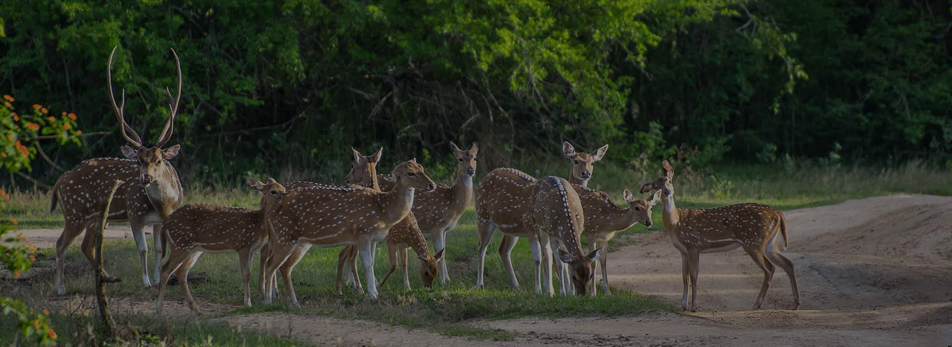  Yala At A Glance