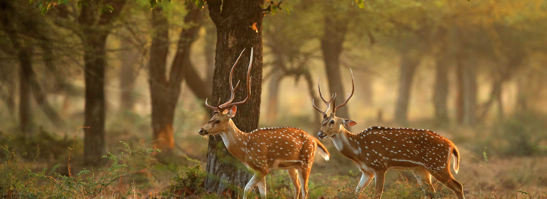 Love Sri Lanka