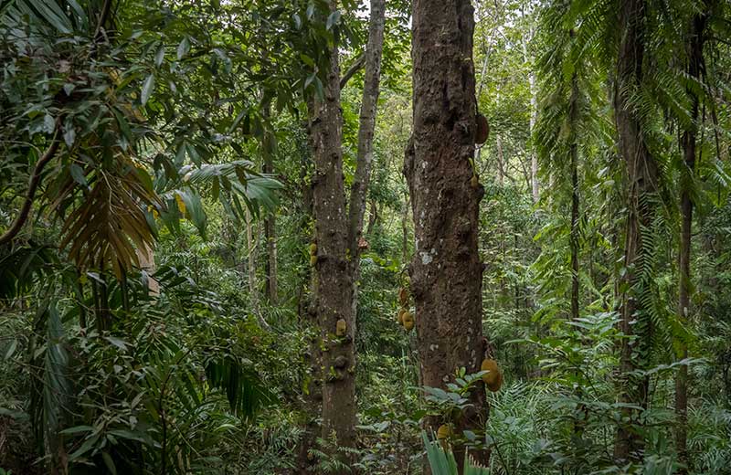 Udawattekele Sanctuary