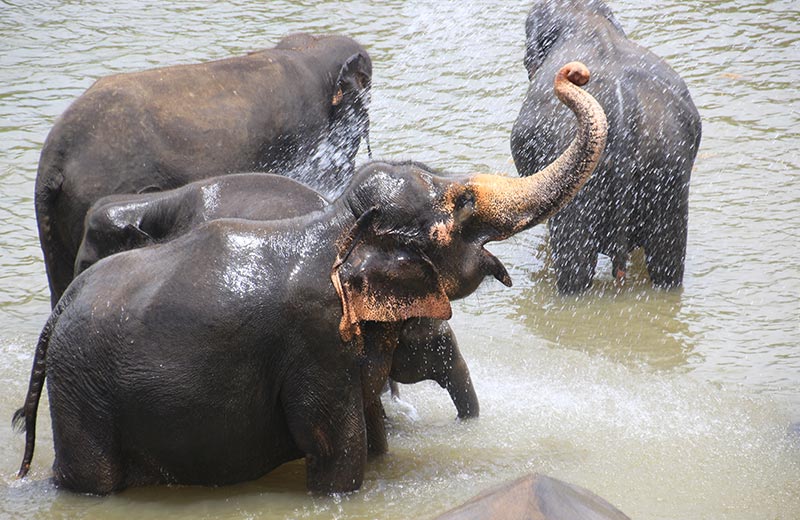 Millennium Elephant Foundation