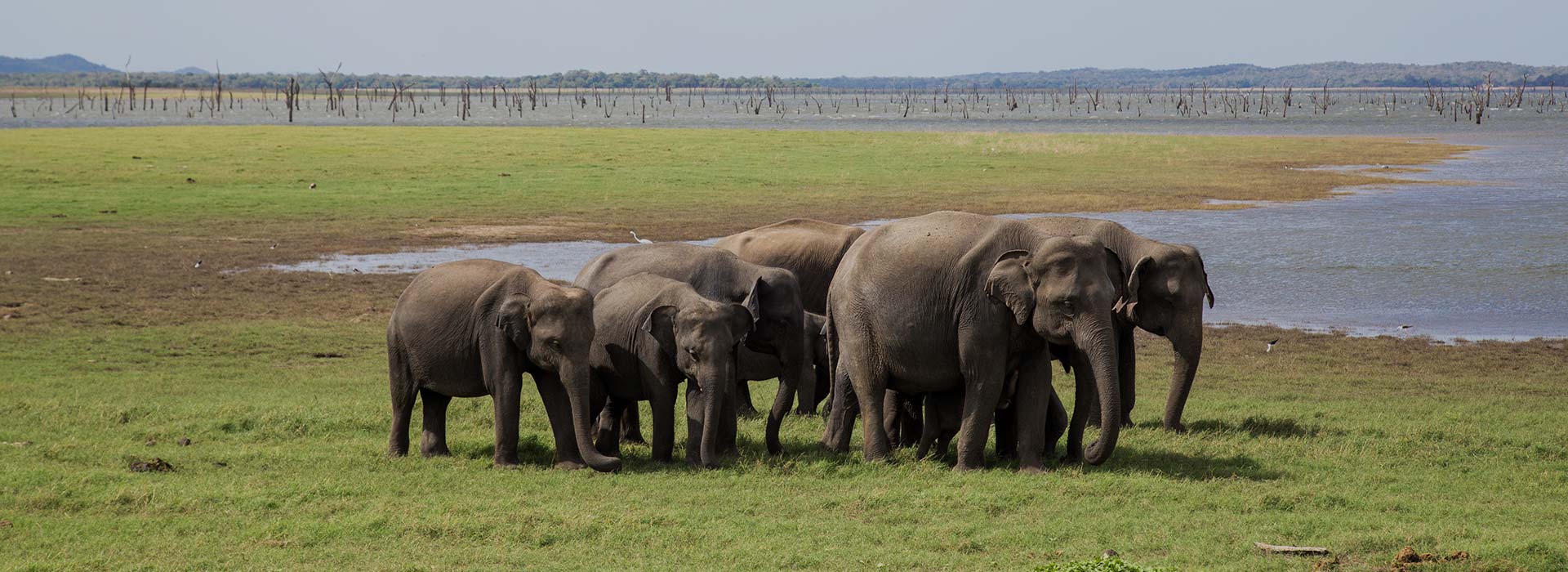 Love Sri Lanka