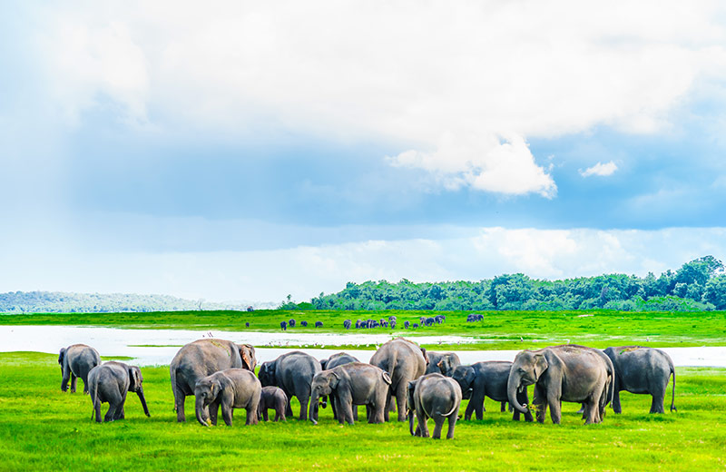 Things To Do In Anuradhapura With Your Partner