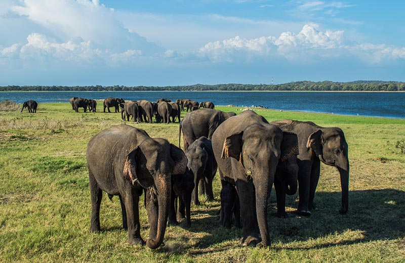 Where To See Elephants In Sri Lanka? Here’s 4 Awesome Places You’ll Love