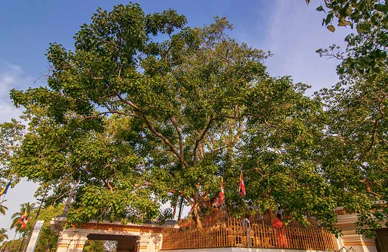 Jaya Sri Maha Bodhi