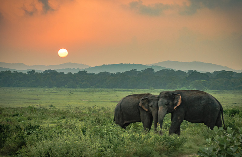 Minneriya National Park