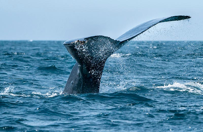 Whale Watching in Trincomalee