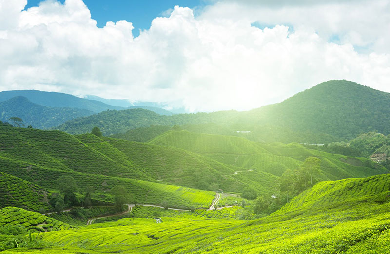 Wewalthalawa Plateau of Halgolla Tea Estate