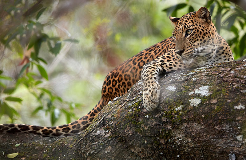 A guide on planning a wildlife safari in Sri Lanka