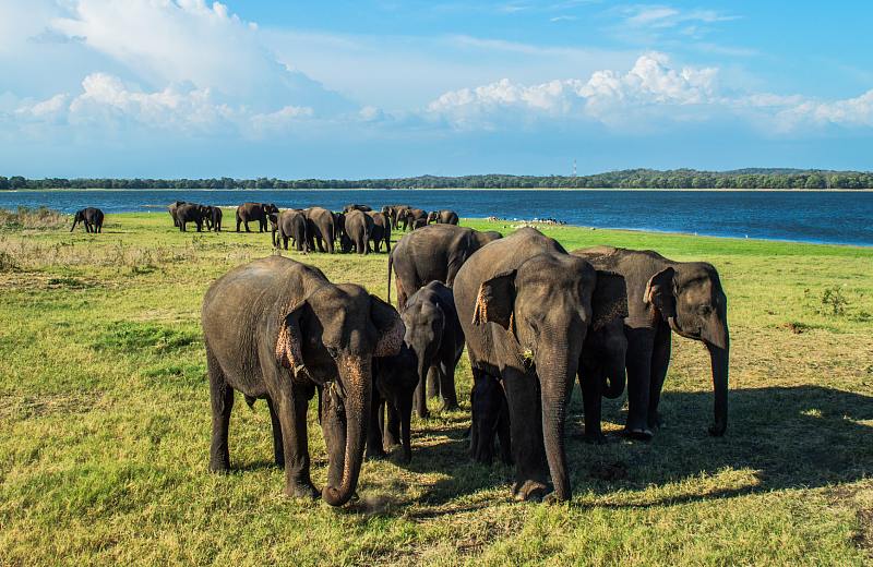 ALL ABOUT THE Sri Lankan Elephant GATHERING