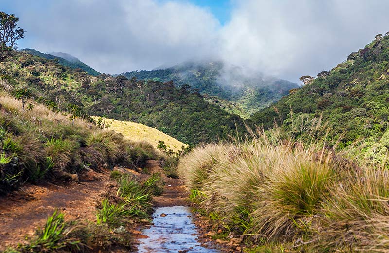 A Solo Traveller’s Guide to Exploring Horton Plains