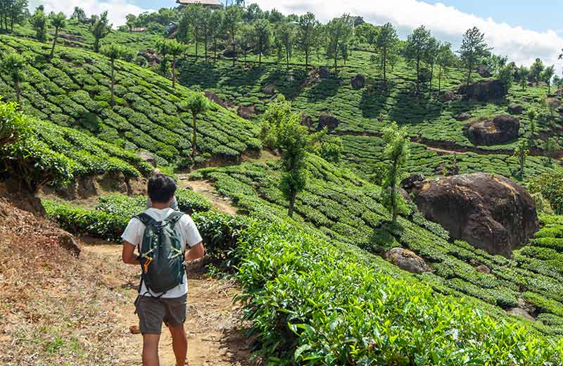 A Solo Traveller’s Guide to Exploring the Land of Ceylon Tea