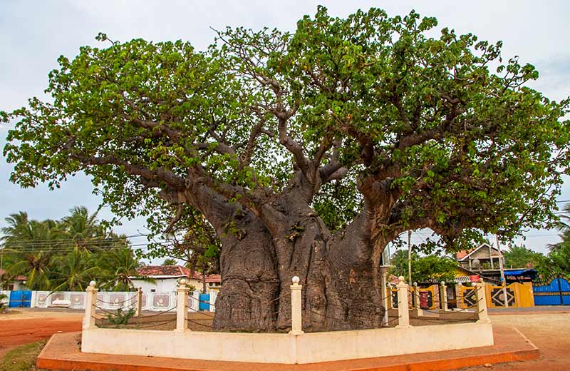 Baobab Tree