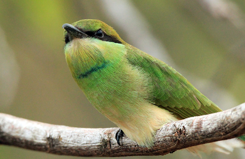 BEST PLACES in Sri Lanka FOR A COUPLE OF BIRD WATCHERS