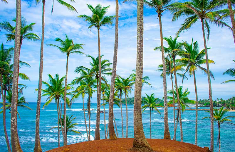 Coconut Tree Hill