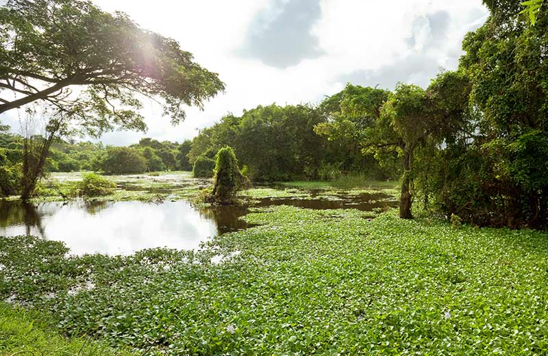 Explore Chilaw With Your Family