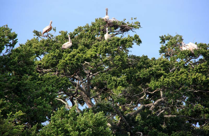 Kalametiya Bird Sanctuary Wetland