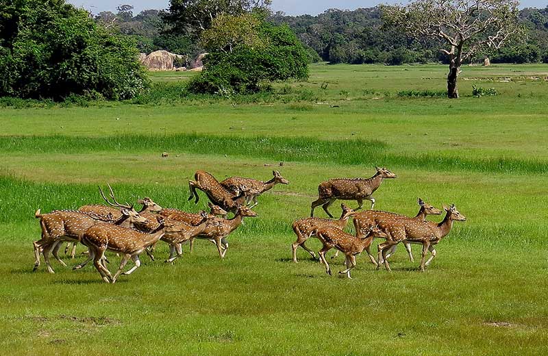 Kumana National Park </br>From Hambantota