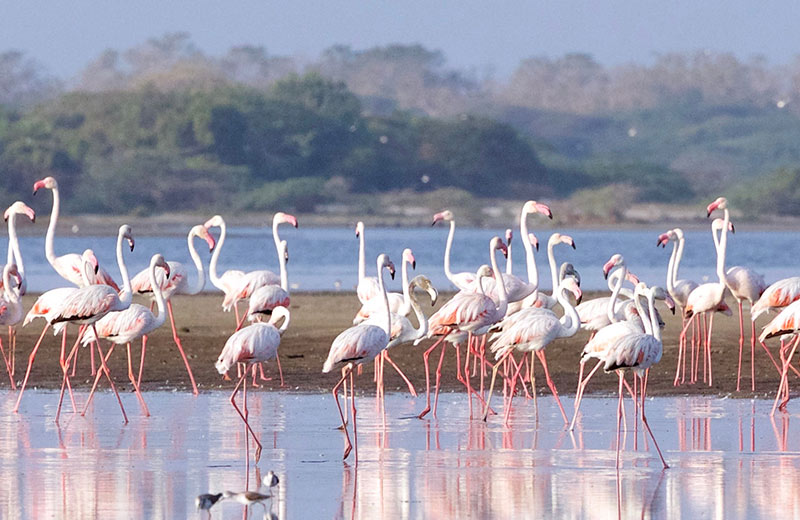 Mannar Bird Sanctuary