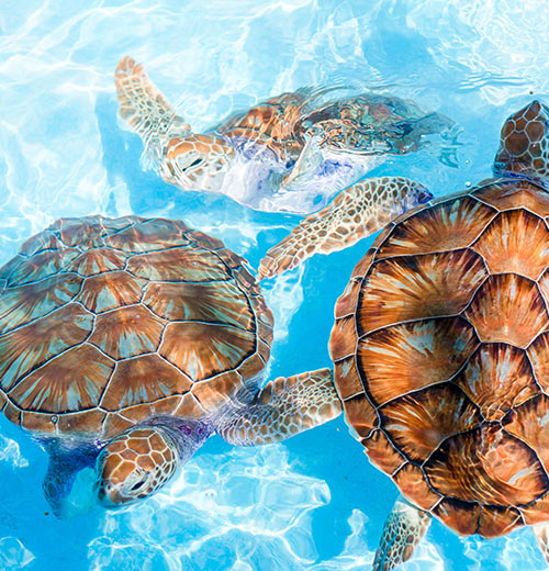 Sea Turtle Hatchery and Rescue Centre