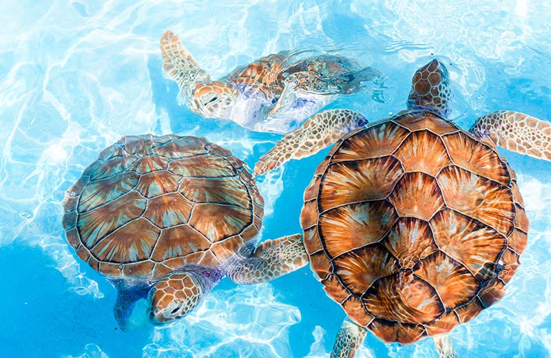 Sea Turtle Hatchery and Rescue Centre