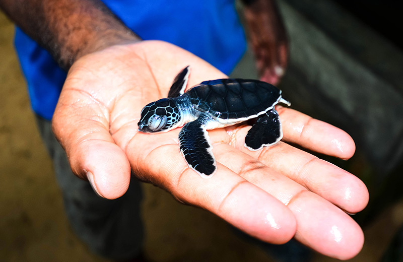 Rekawa Turtle Watch