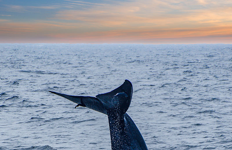 Whale Watching