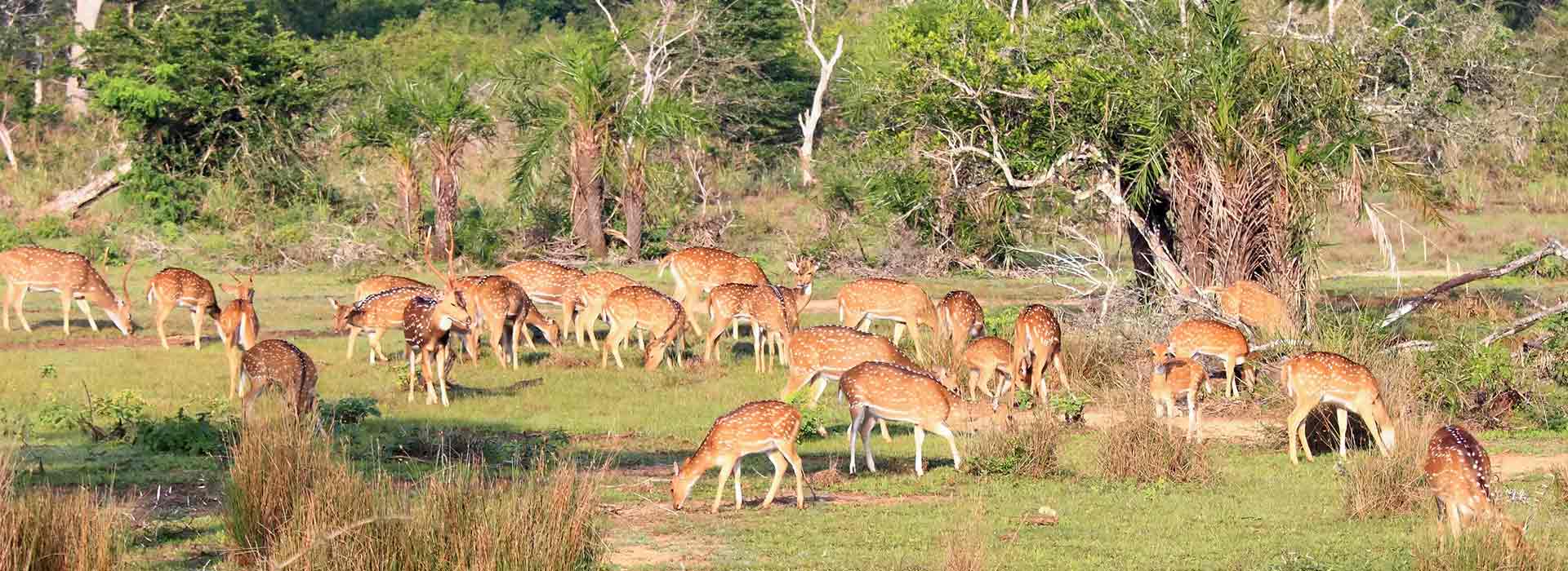 Love Sri Lanka