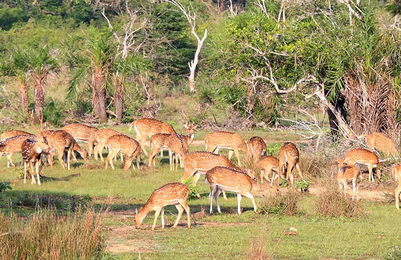 Wilpattu National Park