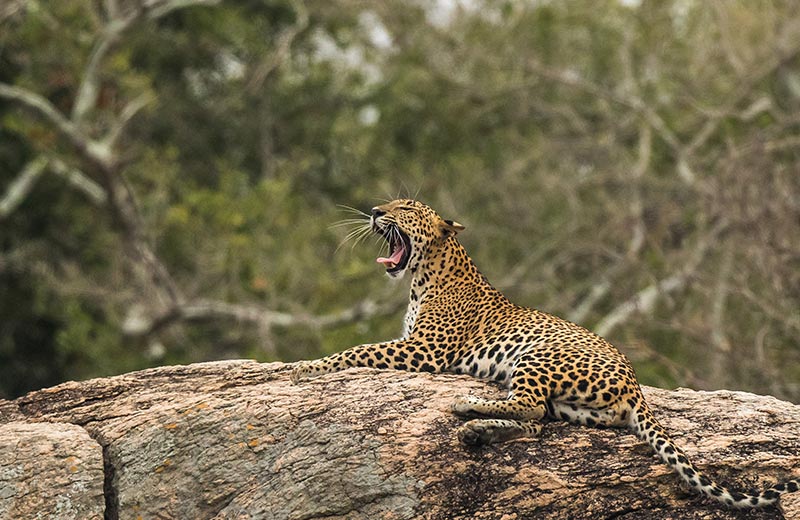 Yala National Park</br>Hambantota