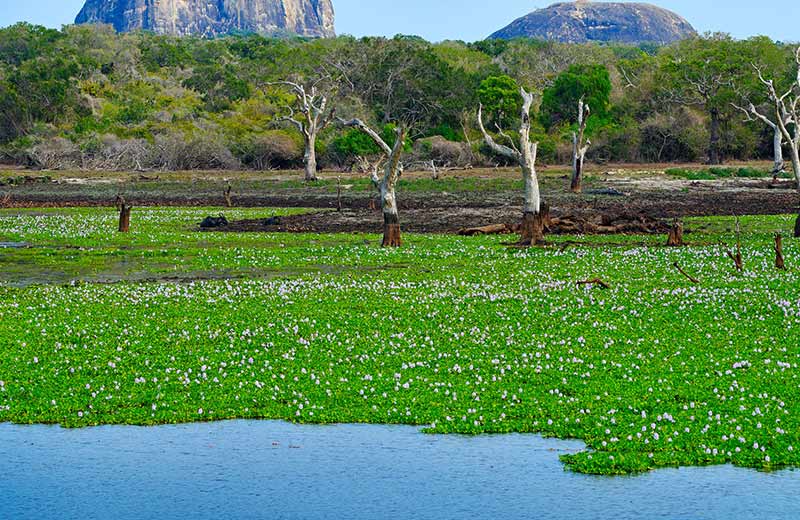 Anawilundawa Wetland Sanctuary