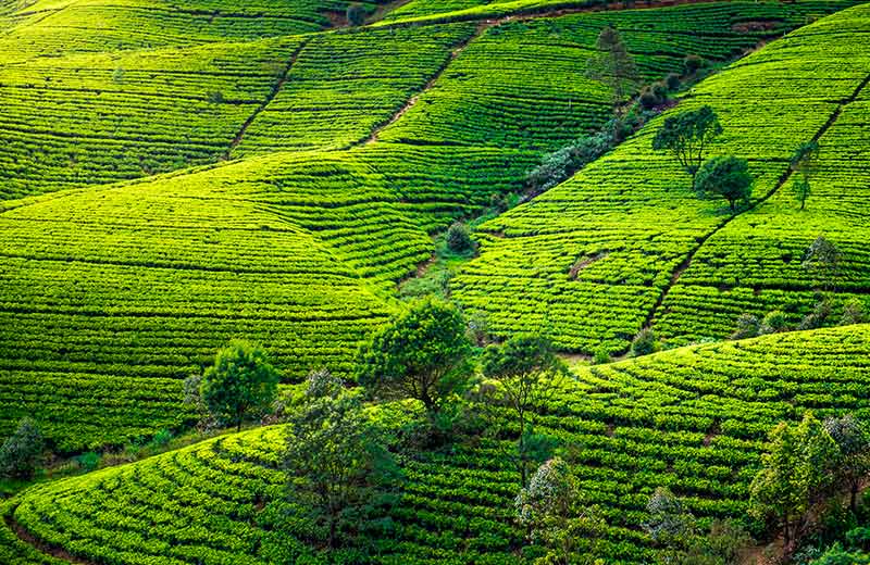 Romantic Ceylon Tea Adventures