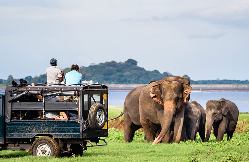 Sri Lanka’s National Parks and What They’re Famous For