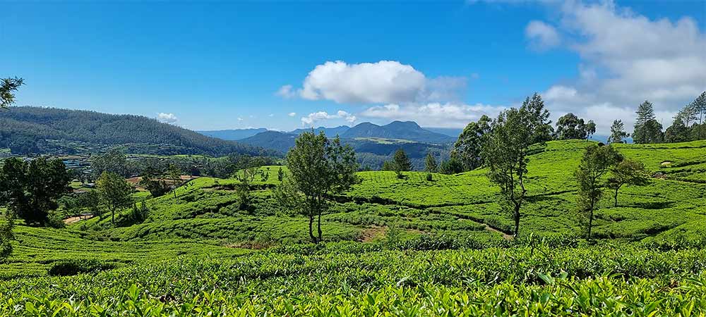 A Tea estate in the central highlands of Sri Lanka