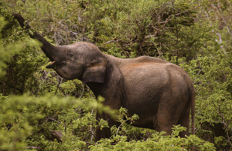 Wild Elephant Deaths in Sri Lanka