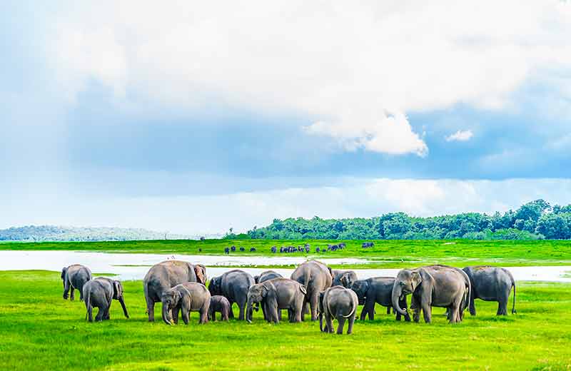 Discover Immersive Nature Experiences in Sri Lanka