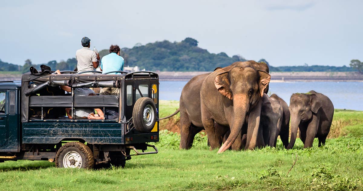 The Call of the Wild – A Guide for the Best Wildlife Experiences in Sri ...