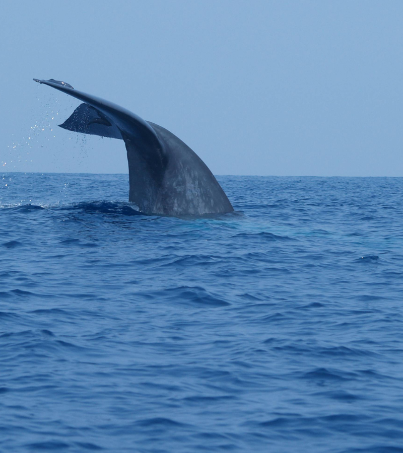 Unethical Whale Tourism in Sri Lanka