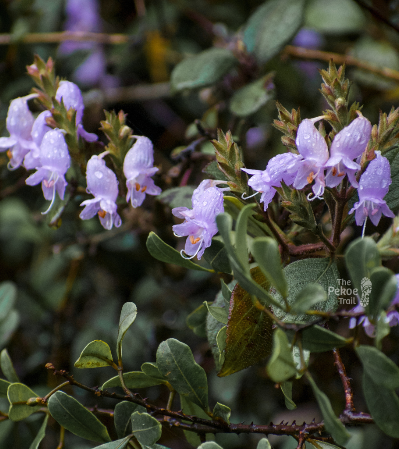 Witness the Nelu Bloom: Sri Lanka’s Once-in-12-Years Flowering Spectacle