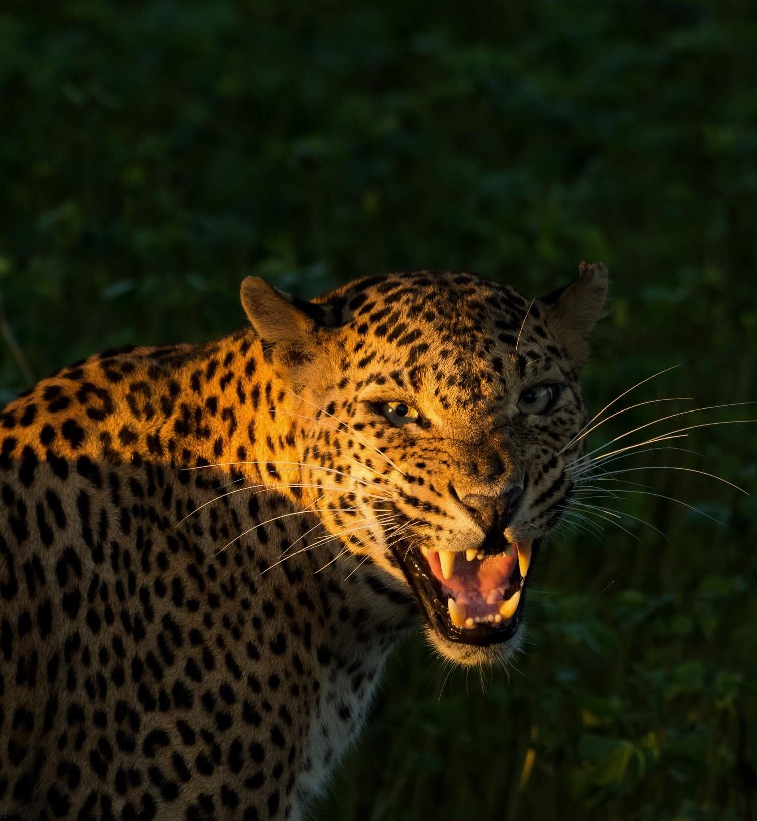 Why Sri Lanka’s Wild Side Has No Off-Season